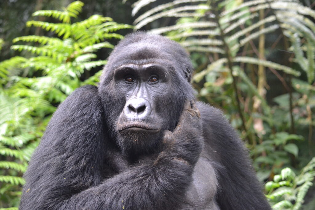 History Of Gorilla Viewing