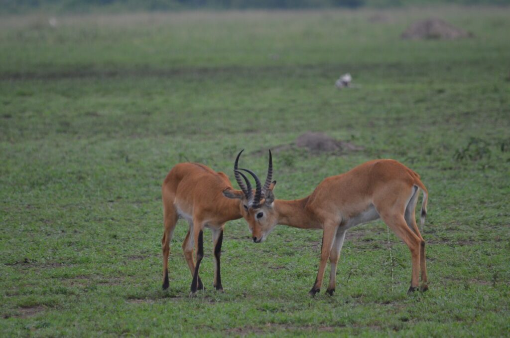 Best Time to Visit Uganda
