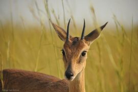 akagera national park