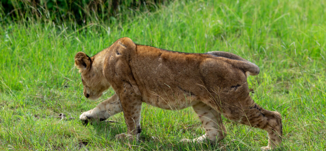 Explore Queen Elizabeth National Park in Uganda. Discover wildlife safaris, tree-climbing lions, Kazinga Channel, and diverse landscapes