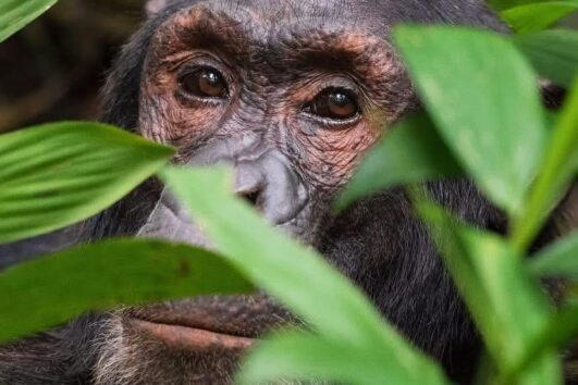 4 days chimpazee nyugwe trekking rwanda