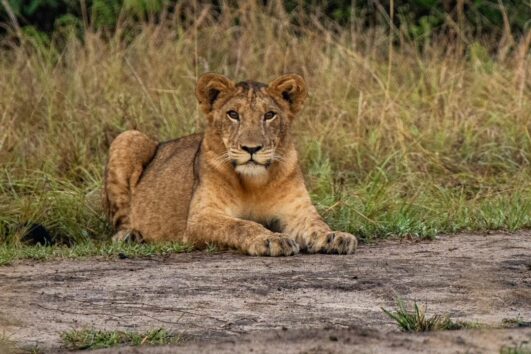 game drive safari in murchison falls national park