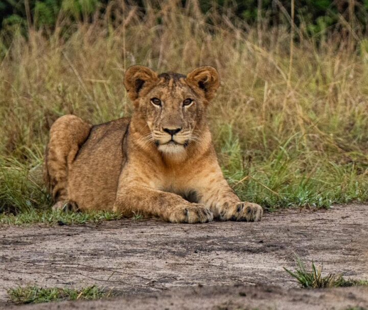 game drive safari in murchison falls national park