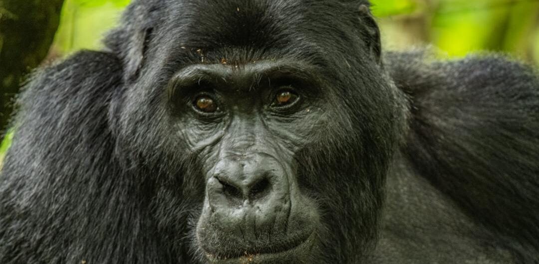 gorila trekking experience in uganda