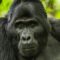 gorila trekking experience in uganda