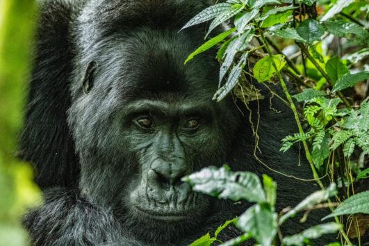7 days primate safari in uganda