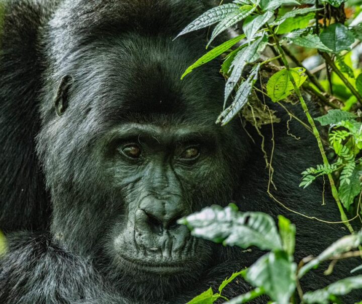 7 days primate safari in uganda