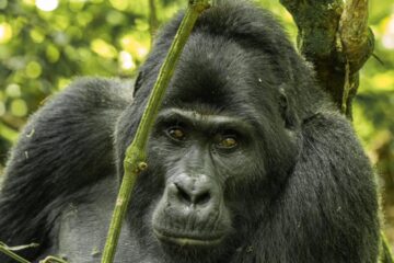 Rwanda gorilla trekking safari