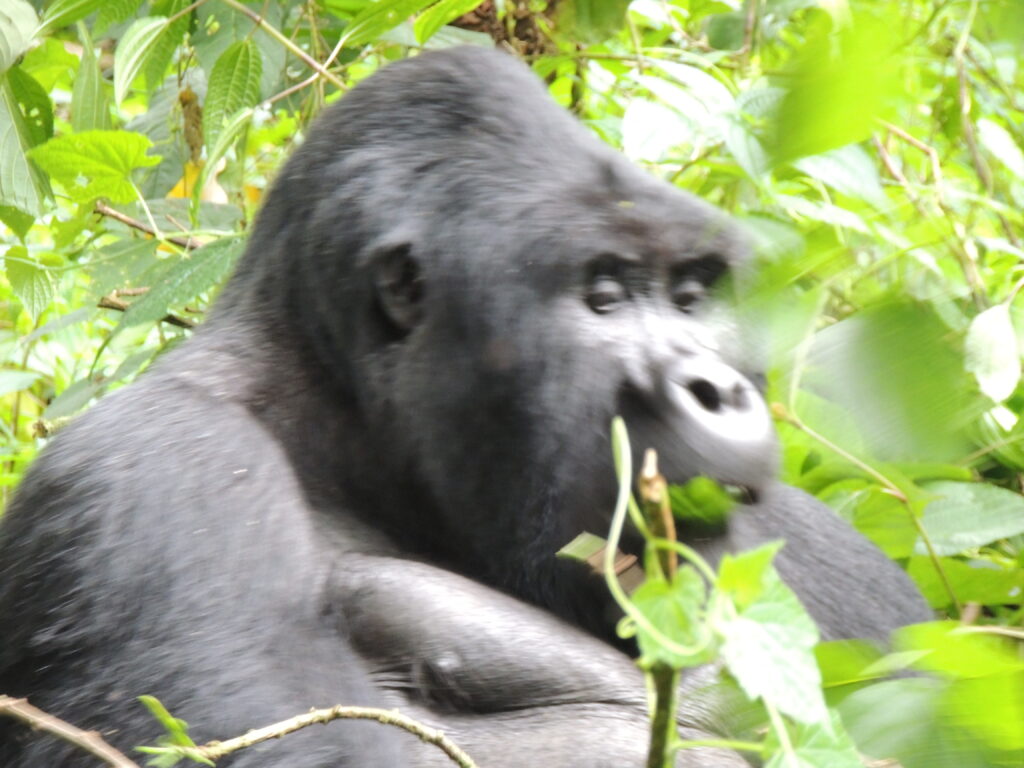 Top things to do in Uganda.