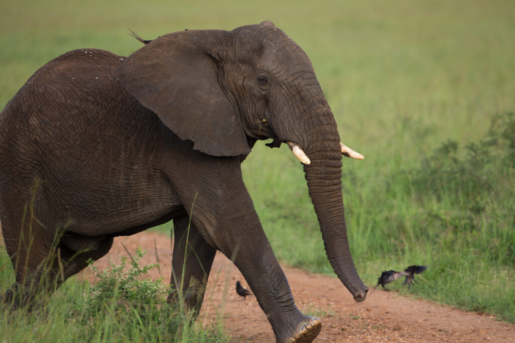 Uganda, the “Pearl of Africa,” is home to breathtaking safari experiences. From vast savannahs to lush forests, Uganda offers wildlife adventures for every traveler. This guide highlights the best safaris in Uganda, what makes them unique, and tips for an unforgettable trip.