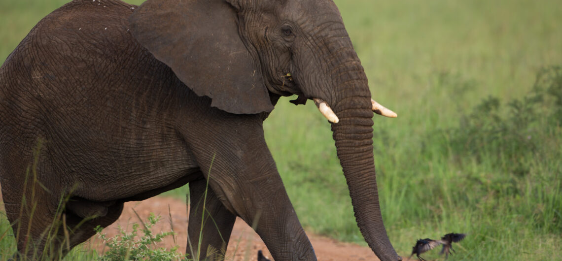 Uganda, the “Pearl of Africa,” is home to breathtaking safari experiences. From vast savannahs to lush forests, Uganda offers wildlife adventures for every traveler. This guide highlights the best safaris in Uganda, what makes them unique, and tips for an unforgettable trip.