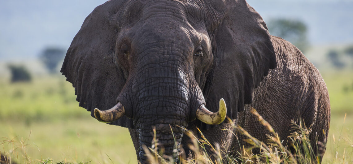 Wide savannah with elephants and acacia trees in Kidepo Valley