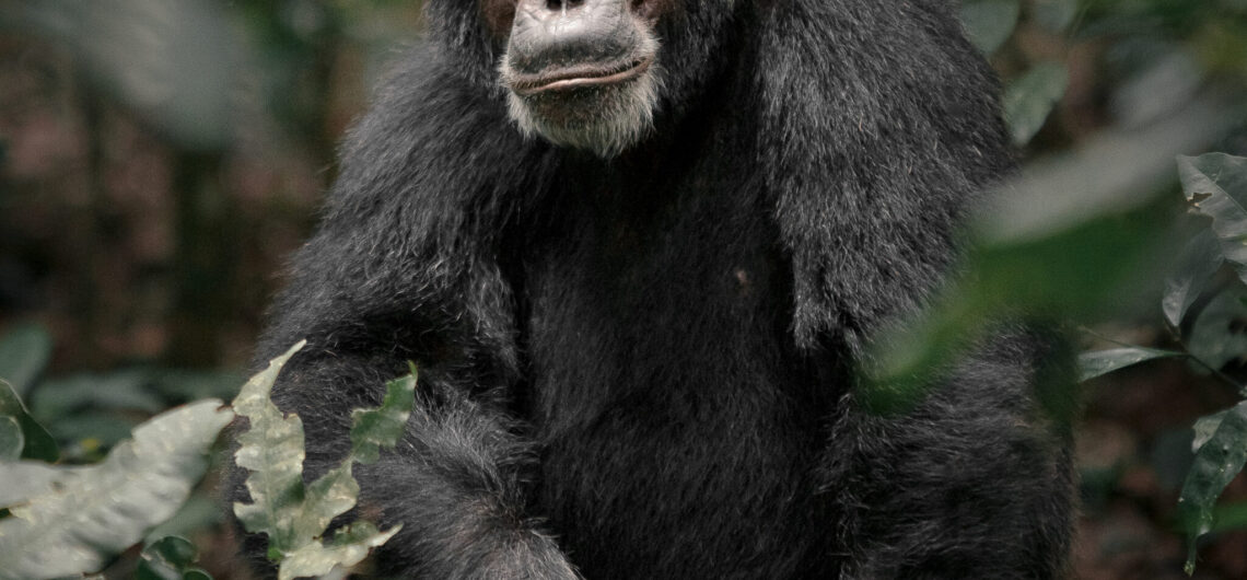 Explore Kibale Forest National Park in Uganda – the ultimate destination for chimpanzee trekking, primate wildlife, birdwatching, and rainforest adventures. Discover top lodges, best travel seasons, and cultural experiences.