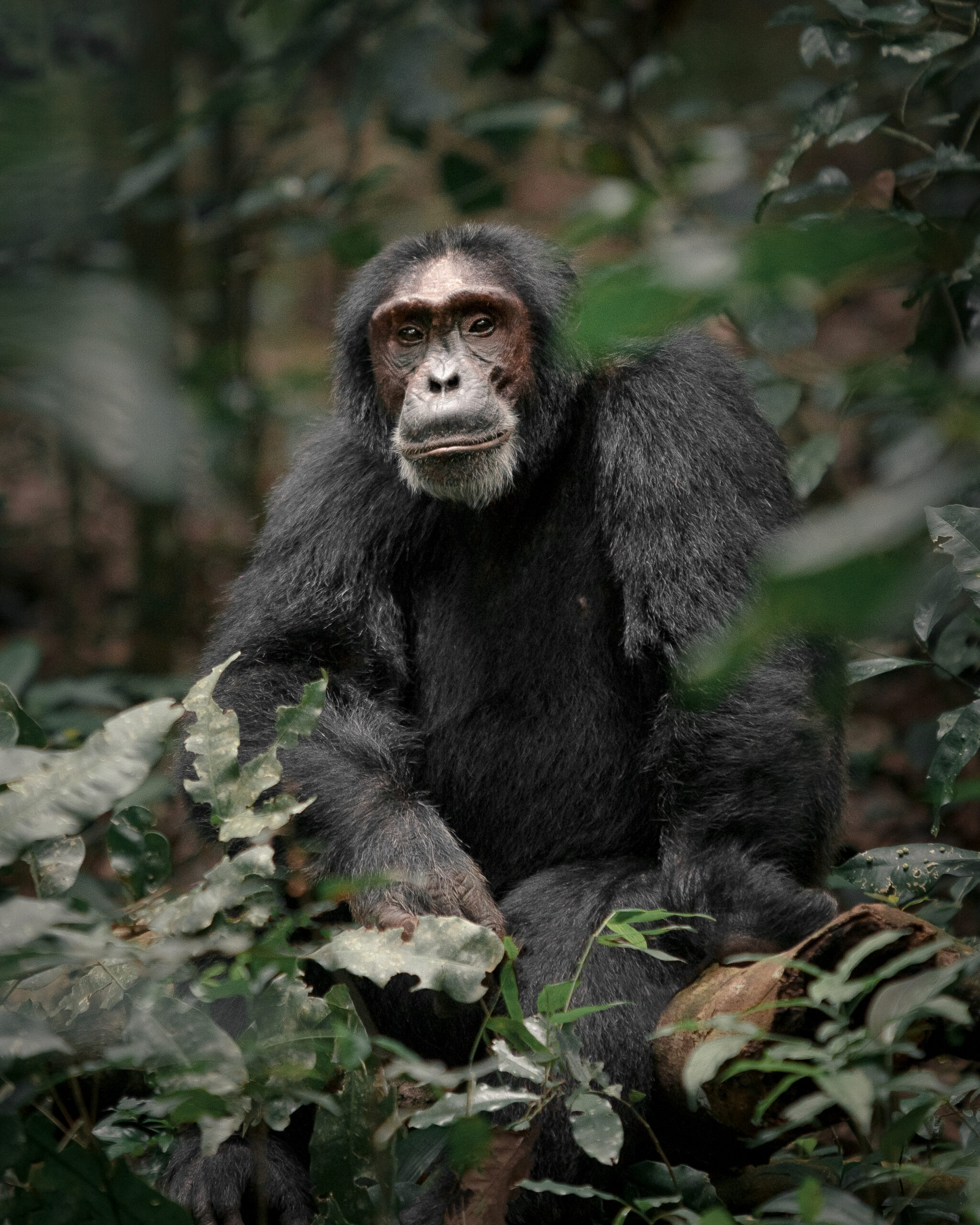 Explore Kibale Forest National Park in Uganda – the ultimate destination for chimpanzee trekking, primate wildlife, birdwatching, and rainforest adventures. Discover top lodges, best travel seasons, and cultural experiences.