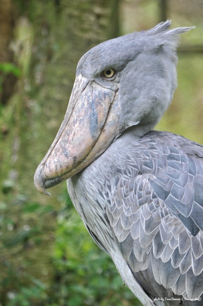 Discover Mabamba Swamp in Uganda, home to the rare Shoebill Stork, over 300 bird species, and stunning wetland ecosystems. Plan your eco-adventure today!