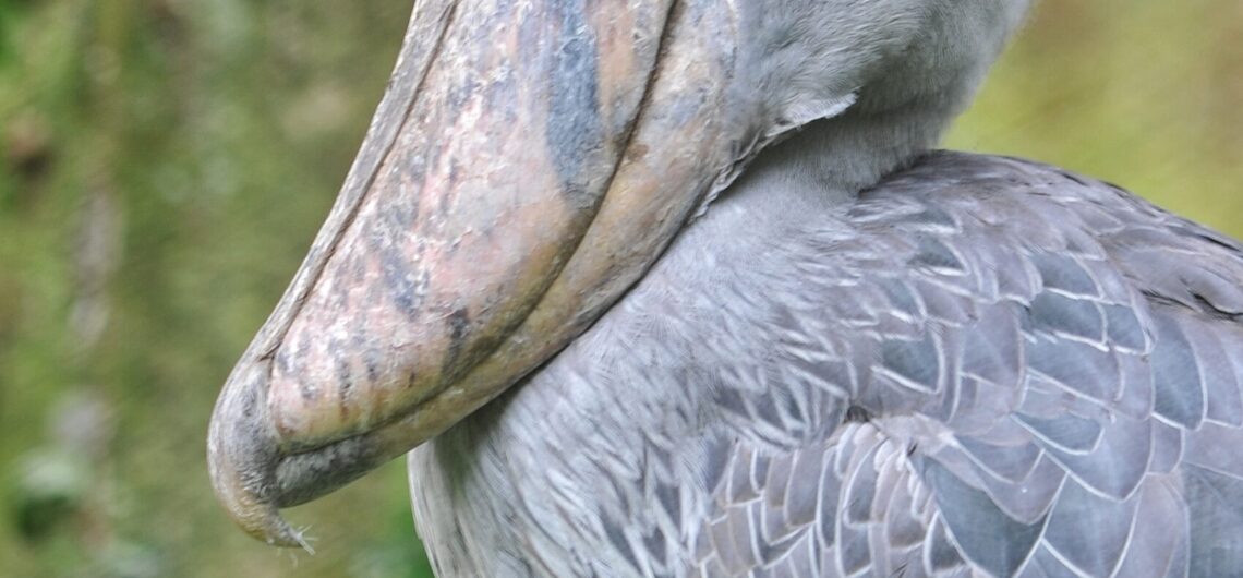 Discover Mabamba Swamp in Uganda, home to the rare Shoebill Stork, over 300 bird species, and stunning wetland ecosystems. Plan your eco-adventure today!