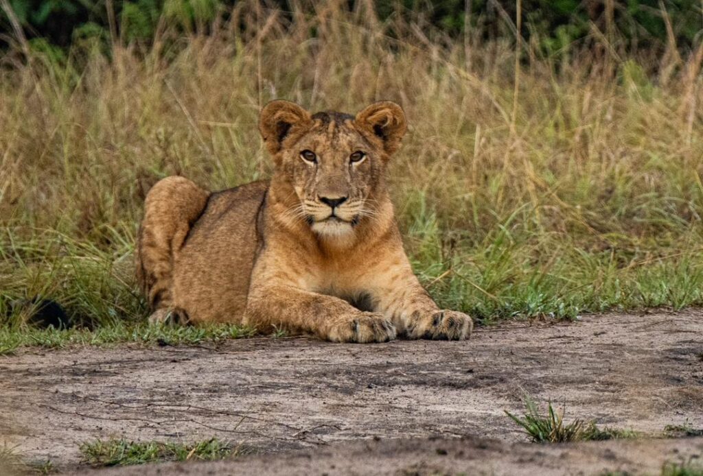 Game drive safari in uganda