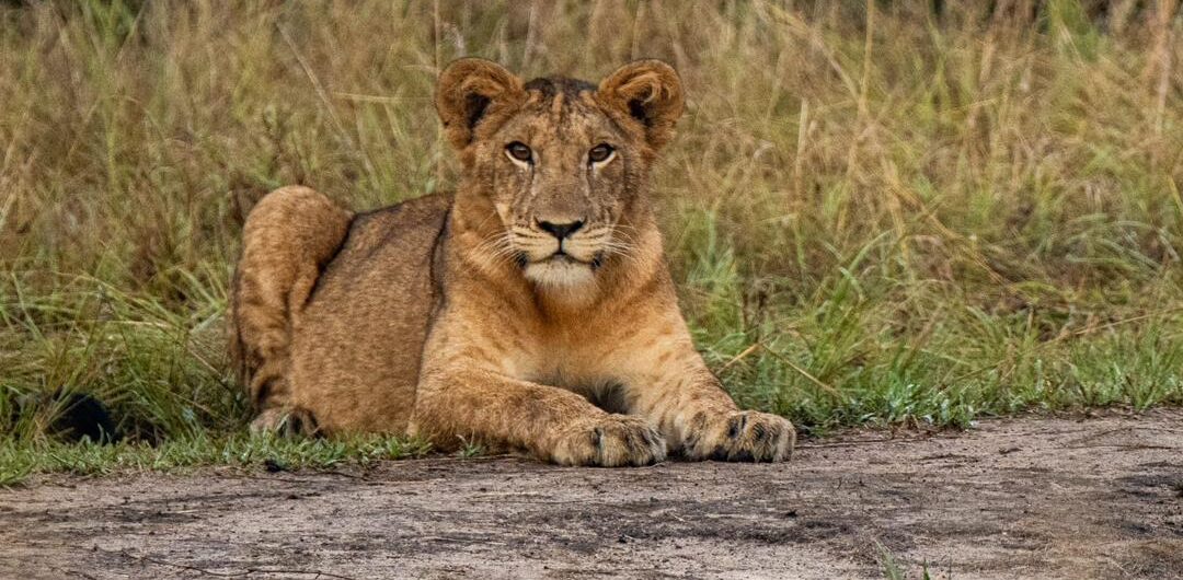 Game drive safari in uganda