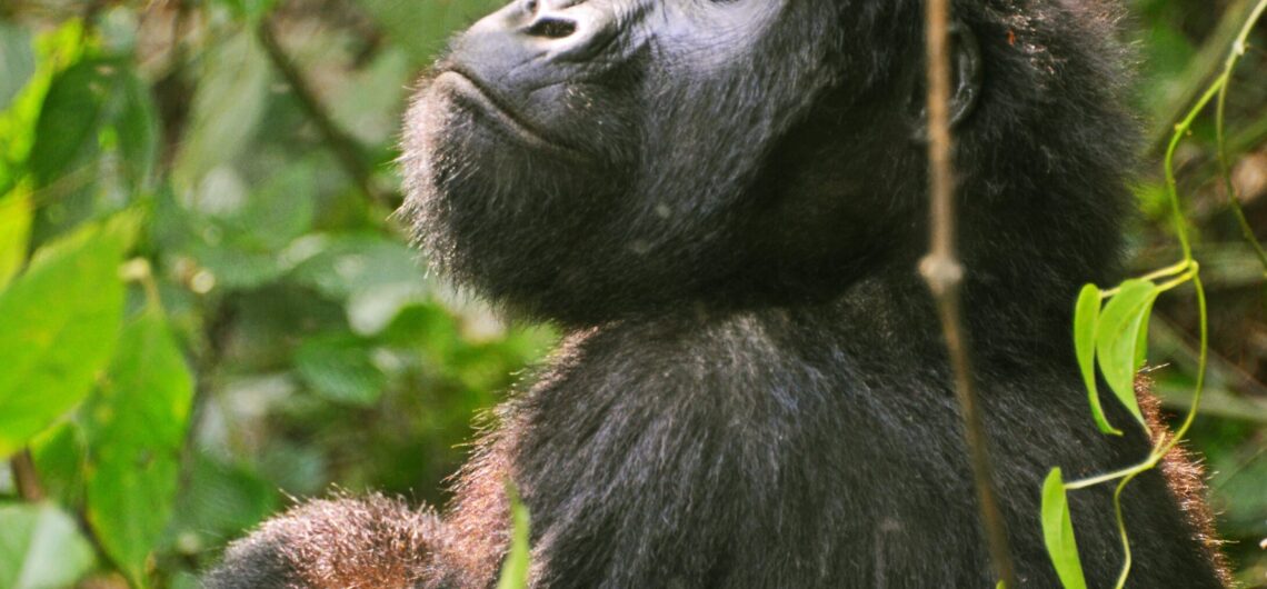 mountain gorilla trekking