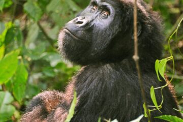 mountain gorilla trekking