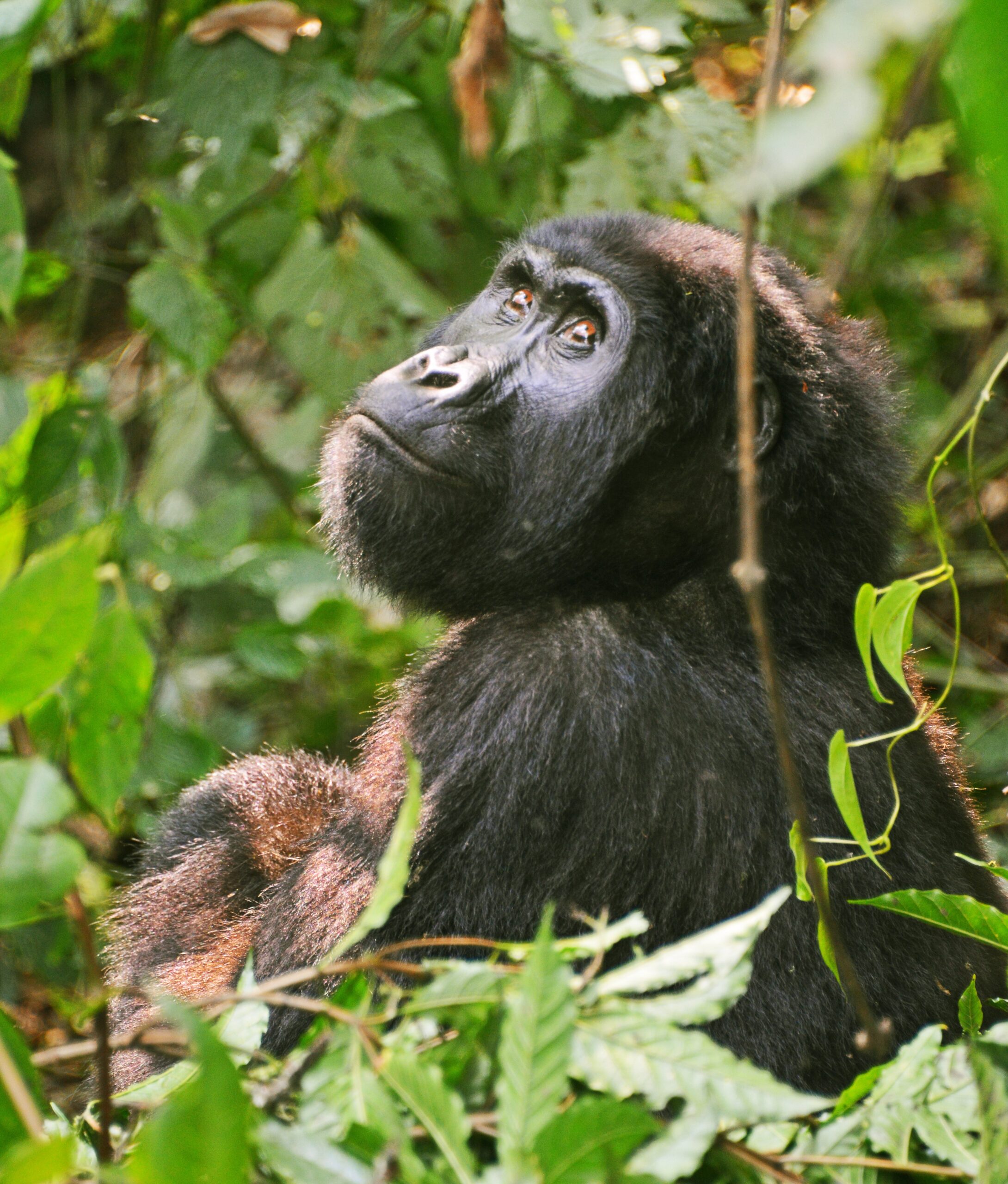 fOTOSOURCE (13) (1) mountain gorilla trekking