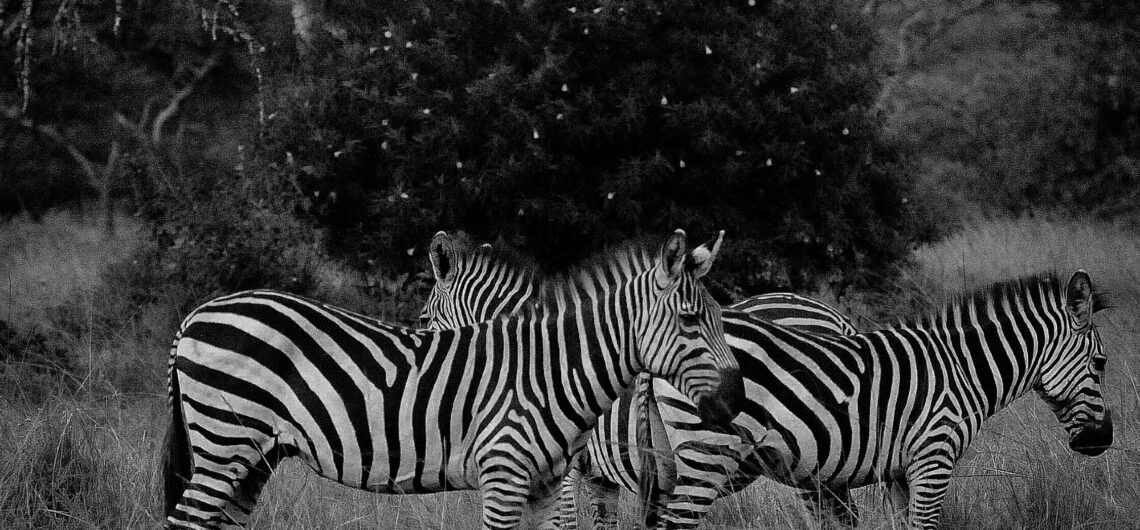 3 days tanzania safaris