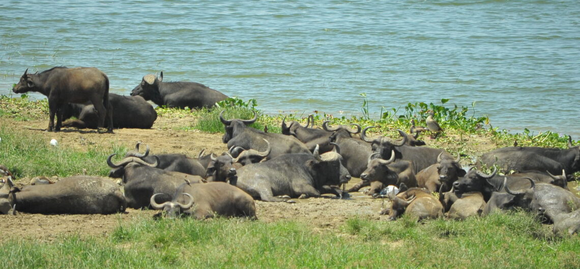7 days best of tanzania safari