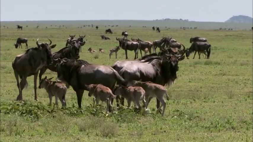 10-Day Serengeti Wildebeest Migration Safari from Arusha