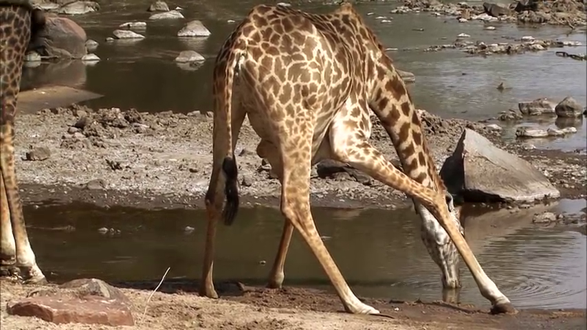 8 Days Great Wildebeest Calving Migration Safari from Arusha