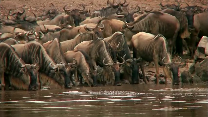 7 Multi-Day Tanzania Odssey Safari from Arusha