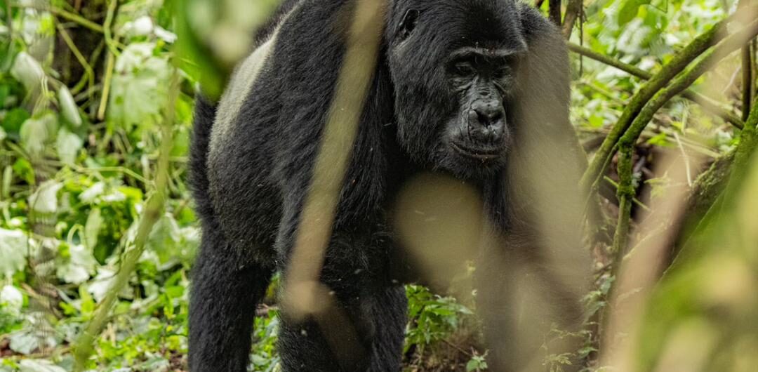 Gorilla trekking safari