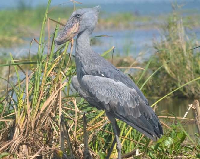 1 Day Shoebill Tour Mabamba Swamp