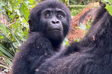 3-Day Rwanda Uganda Gorilla Trek | Bwindi Safari