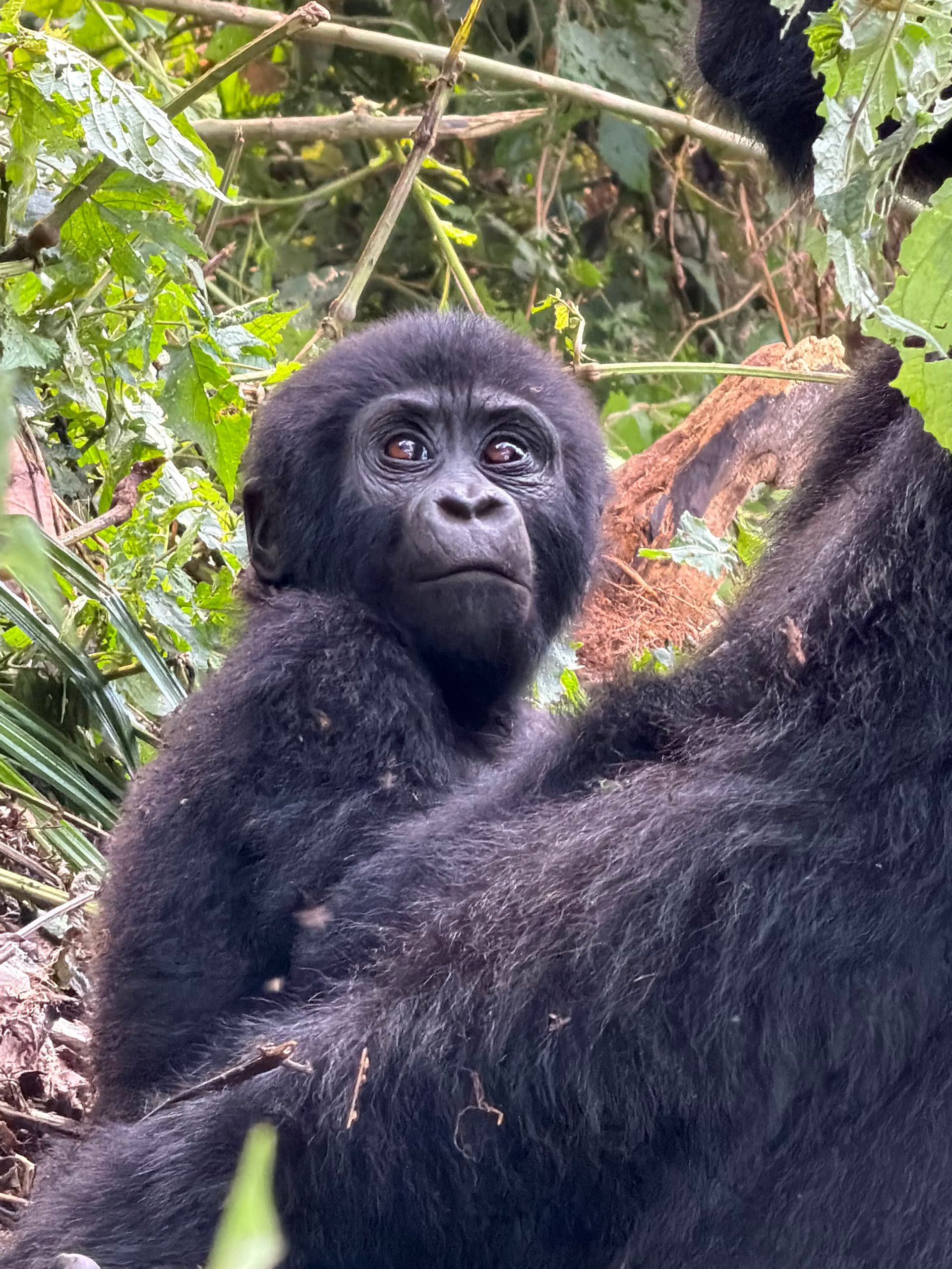 3-Day Rwanda Uganda Gorilla Trek | Bwindi Safari 3-Day Rwanda Uganda Gorilla Trek | Bwindi Safari