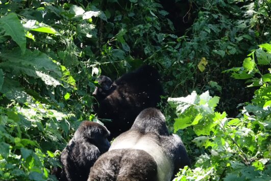 Bwindi and Mgahinga Tour
