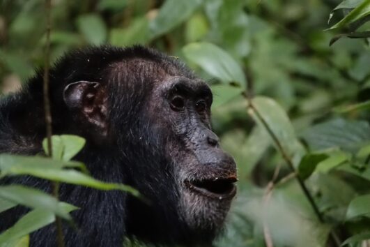 Discover Uganda on a 9-day safari featuring Murchison Falls, Kibale, Queen Elizabeth, Bwindi gorilla trekking, and Lake Mburo wildlife.