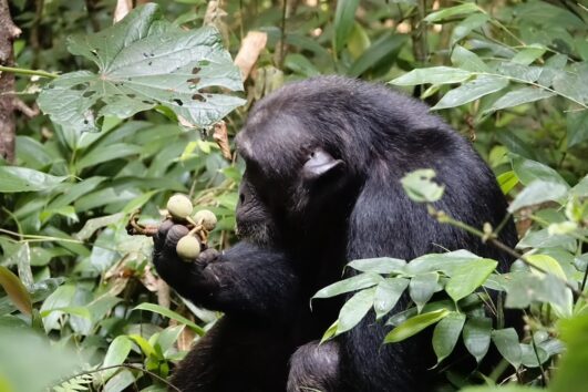 4 Days Gorilla and Chimp Trekking Safari