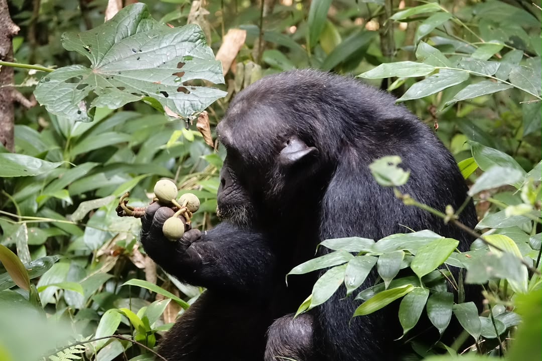 4 Days Gorilla and Chimp Trekking Safari 4 Days Gorilla and Chimp Trekking Safari