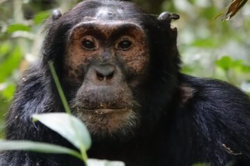 Book an 8 Days Uganda Safari featuring Big 5 wildlife, gorilla trekking, chimpanzee tracking, Bwindi, and Murchison Fall