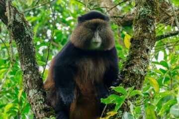 5-Day Uganda Gorillas, Chimps & Rwanda Golden Monkeys