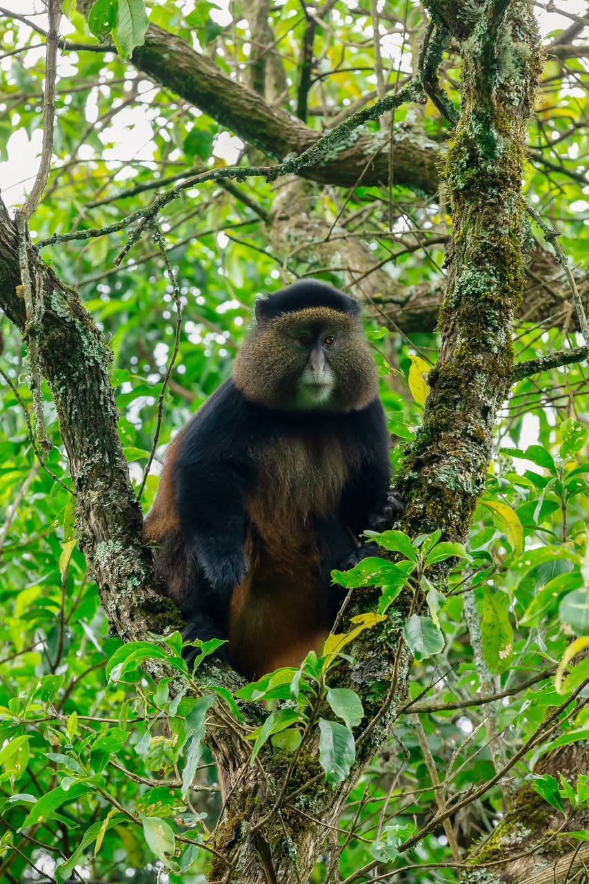 5-Day Uganda Gorillas, Chimps & Rwanda Golden Monkeys 5-Day Uganda Gorillas, Chimps & Rwanda Golden Monkeys