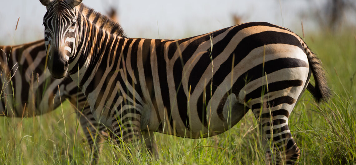 Nairobi National Park: Complete Guide to Kenya Safari