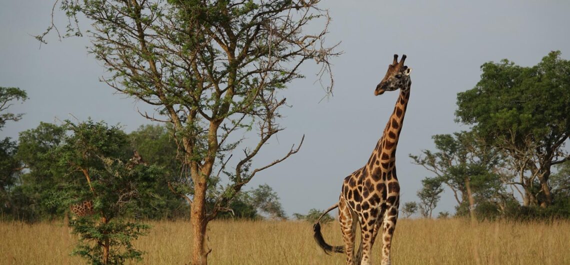 : Explore Tsavo National Park in Kenya, famous for red elephants, lions, diverse wildlife, Mzima Springs, and spectacular wilderness landscapes.