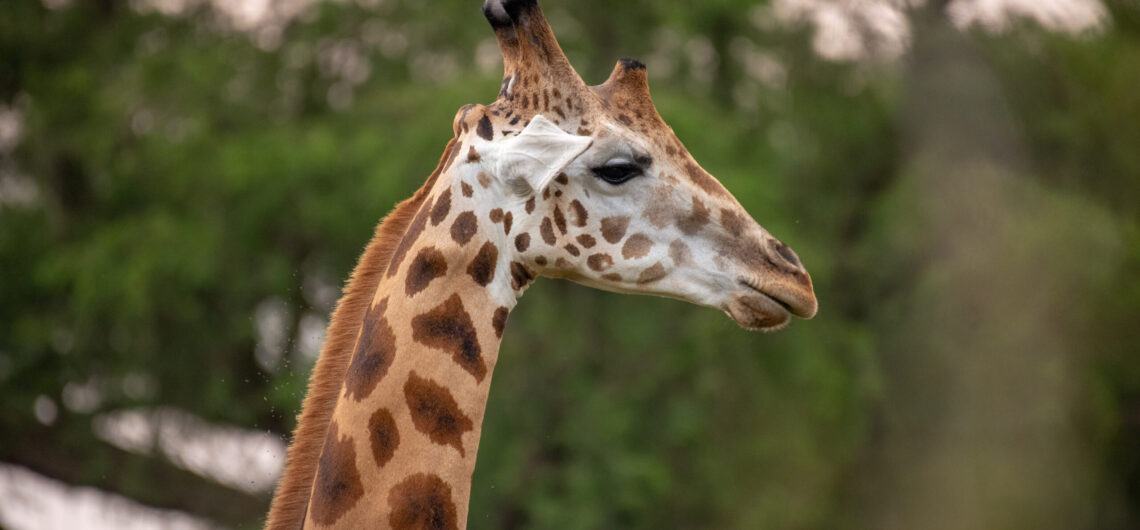 Explore Samburu National Reserve in Kenya, home to unique wildlife, the Samburu Special Five, stunning landscapes, and unforgettable safari experiences.
