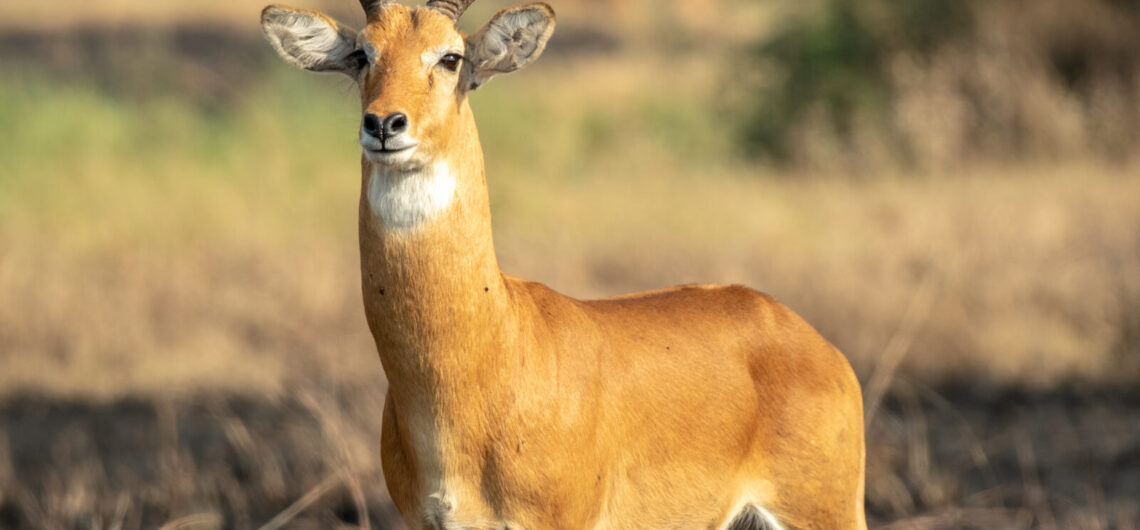 Amboseli National Park: Complete Guide to Kenya Safari