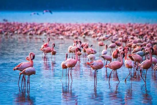 Lake Nakuru National Park: Complete Guide to Kenya Safari